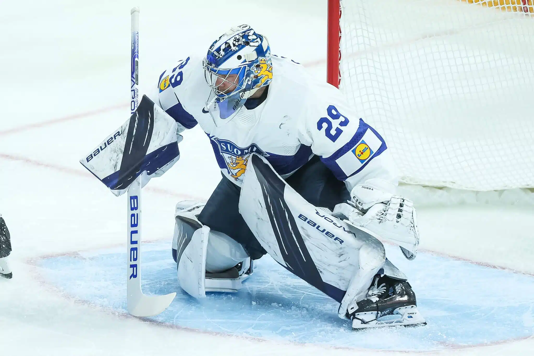 Leijonien kultasankarin seura on selvillä